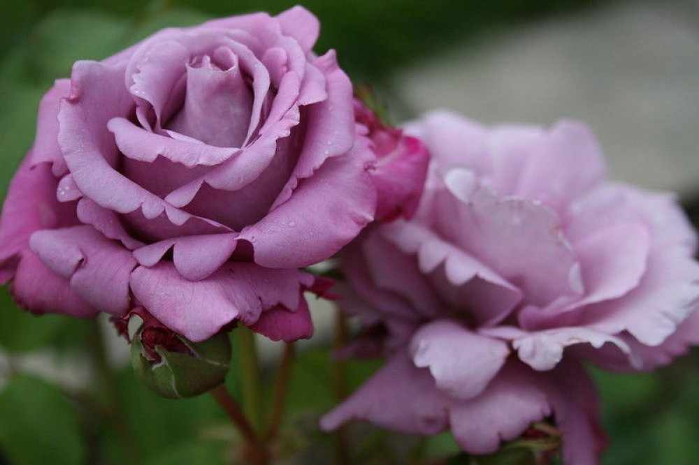 Сиреневая роза Шарль де Голль