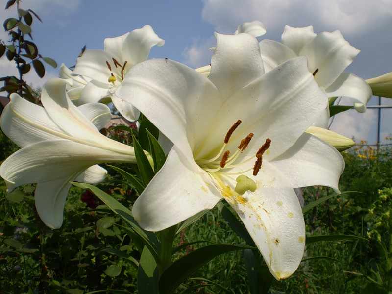 Сорта белых лилий. Лилия Уайт Элеганс. Лилии длинноцветковые гибриды. Лилия длинноцветковая сорта. Лилия Дивайн (лонгифлорум).