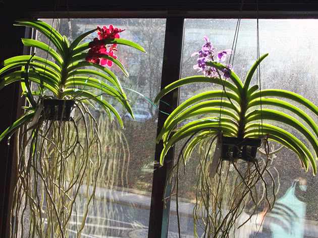 Уход за орхидеей Ванда в домашних условиях