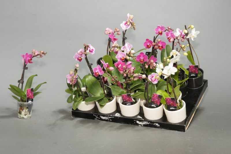 Уход за мини орхидеей в домашних условиях