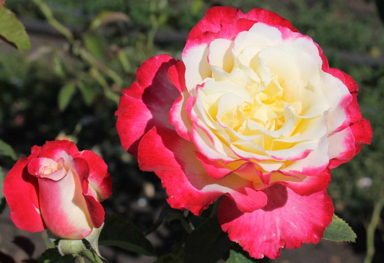 Роза Дабл Делайт цветение