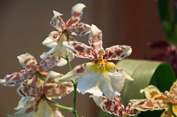 Орхидея под названием камбрия 