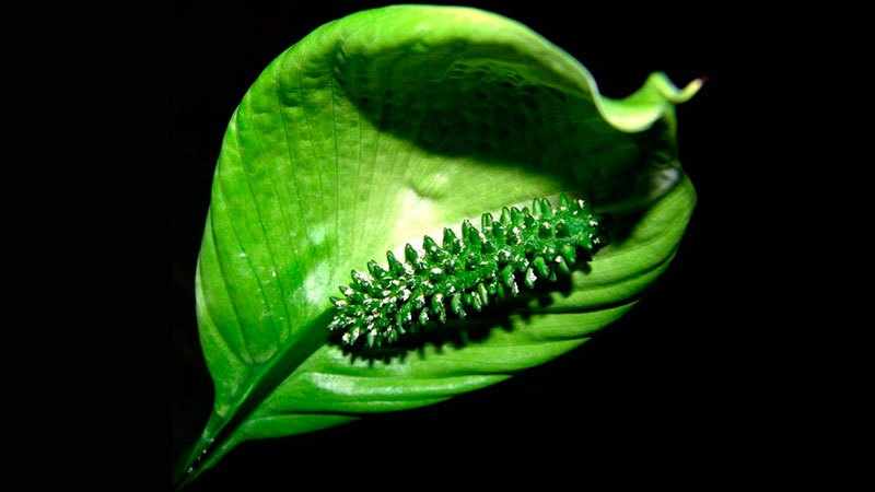 Зеленый цветок у спатифиллума