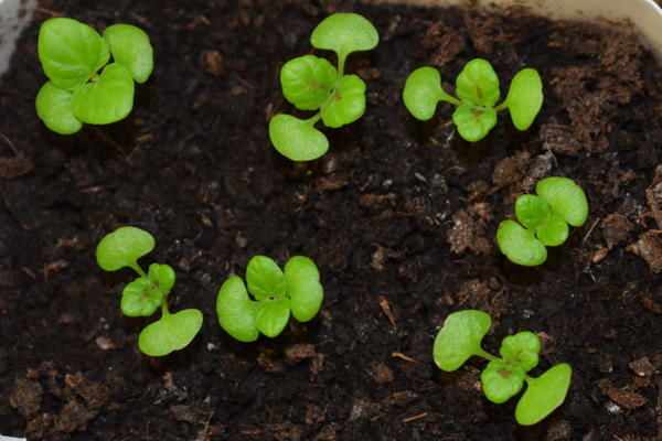 Условия для проращивания семян колеуса