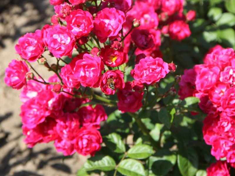 Фото полиантовой розы