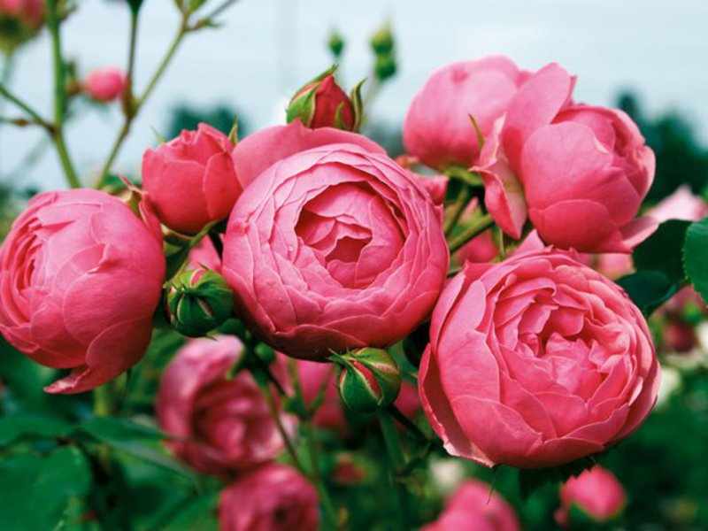 Описание полиантовой розы