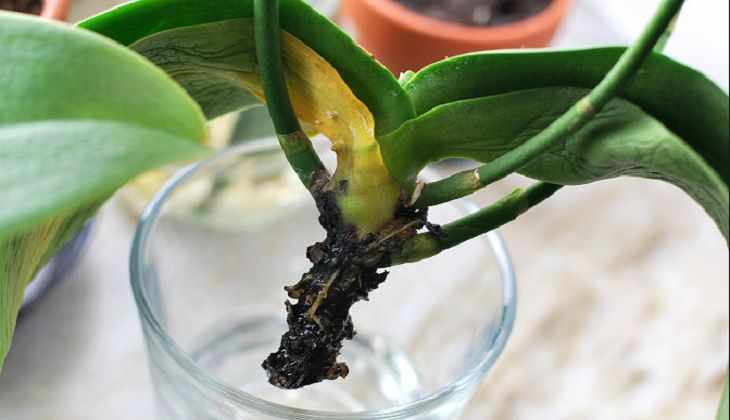 Как реанимировань орхидею без корней