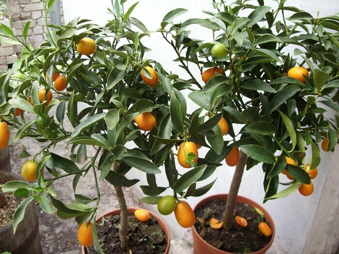 Особенности выращивания мандарина