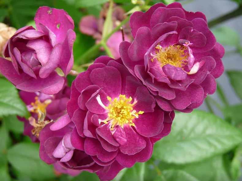 Сиреневая роза Perennial Blue
