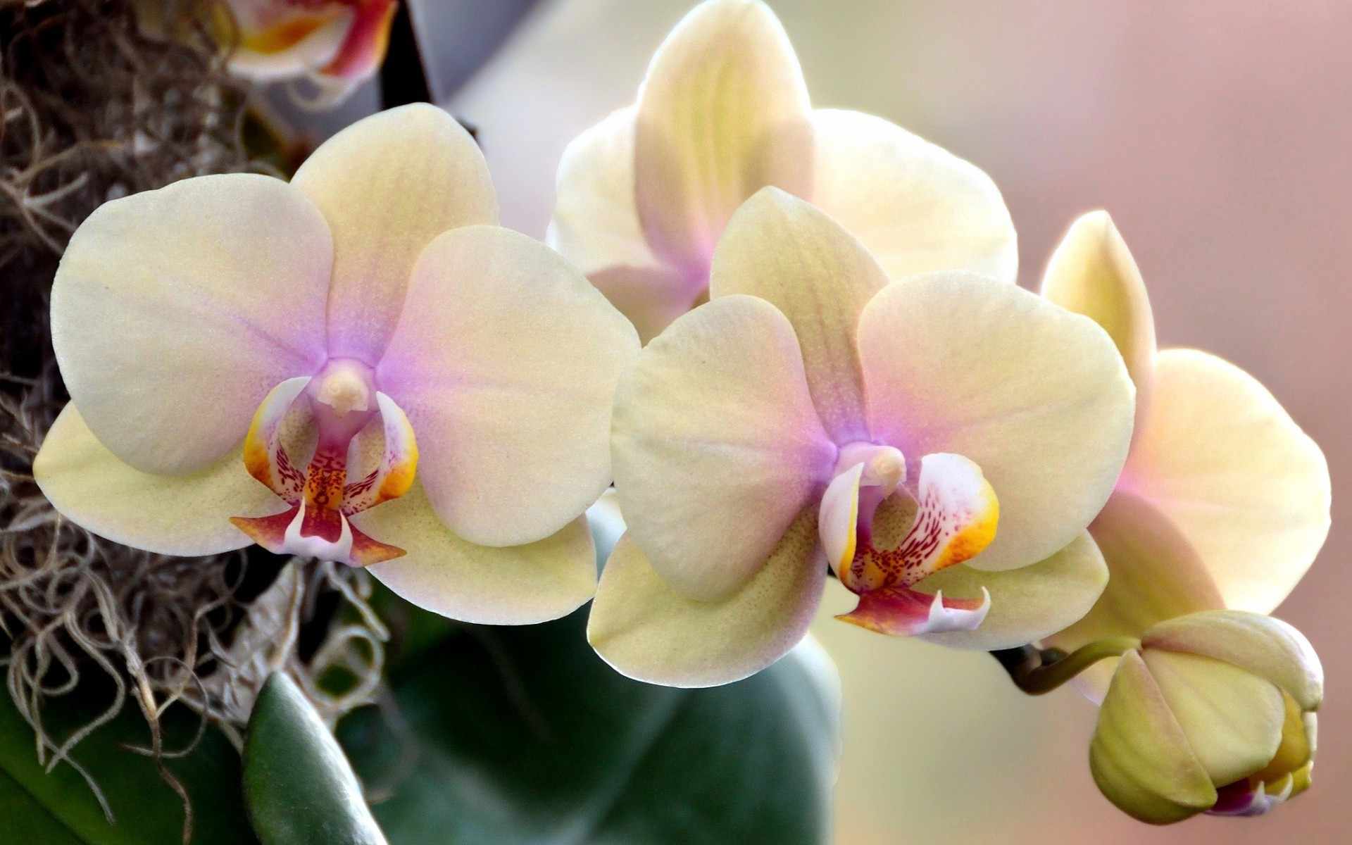 Советы по выращиванию орхидеи
