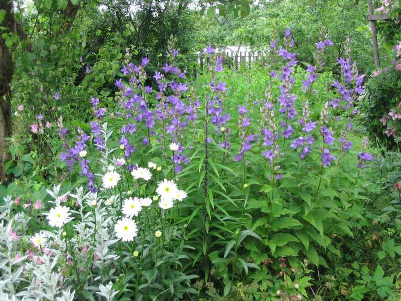 Выбор места в саду для выращивания многолетнего колокольчика