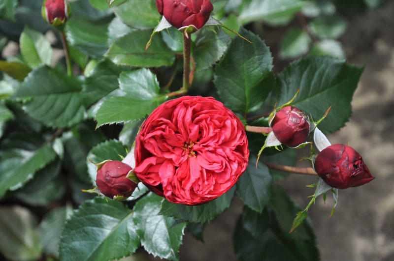 Выбор места и условия выращивания розы Пиано