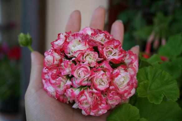 Пеларгония зональная Apple Blossom Rosebud