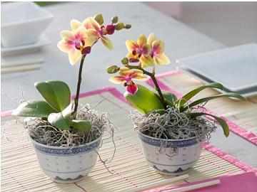 Условия выращивания мини орхидеи в домашних условиях