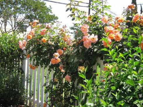 Условия выращивания розы Рококо