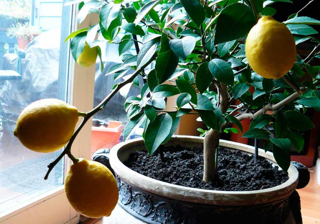Влажность необходимая для лимона в домашних условиях