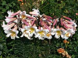 Лилия Регале обильное цветение