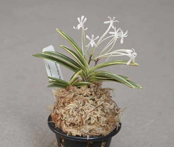 Орхидея Неофинетия