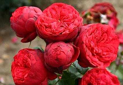 Цветение розы Пиано
