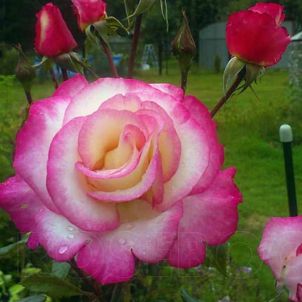 Цветение розы Хендель
