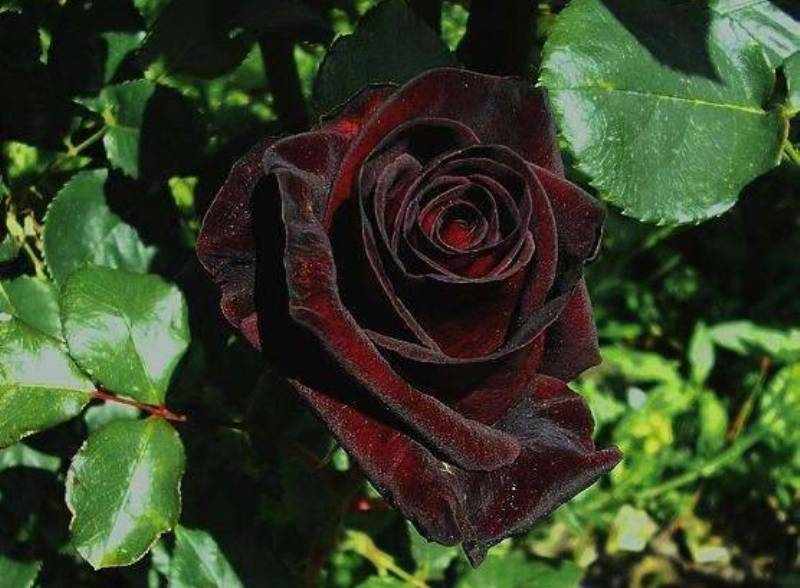 Роза Чёрный Принц