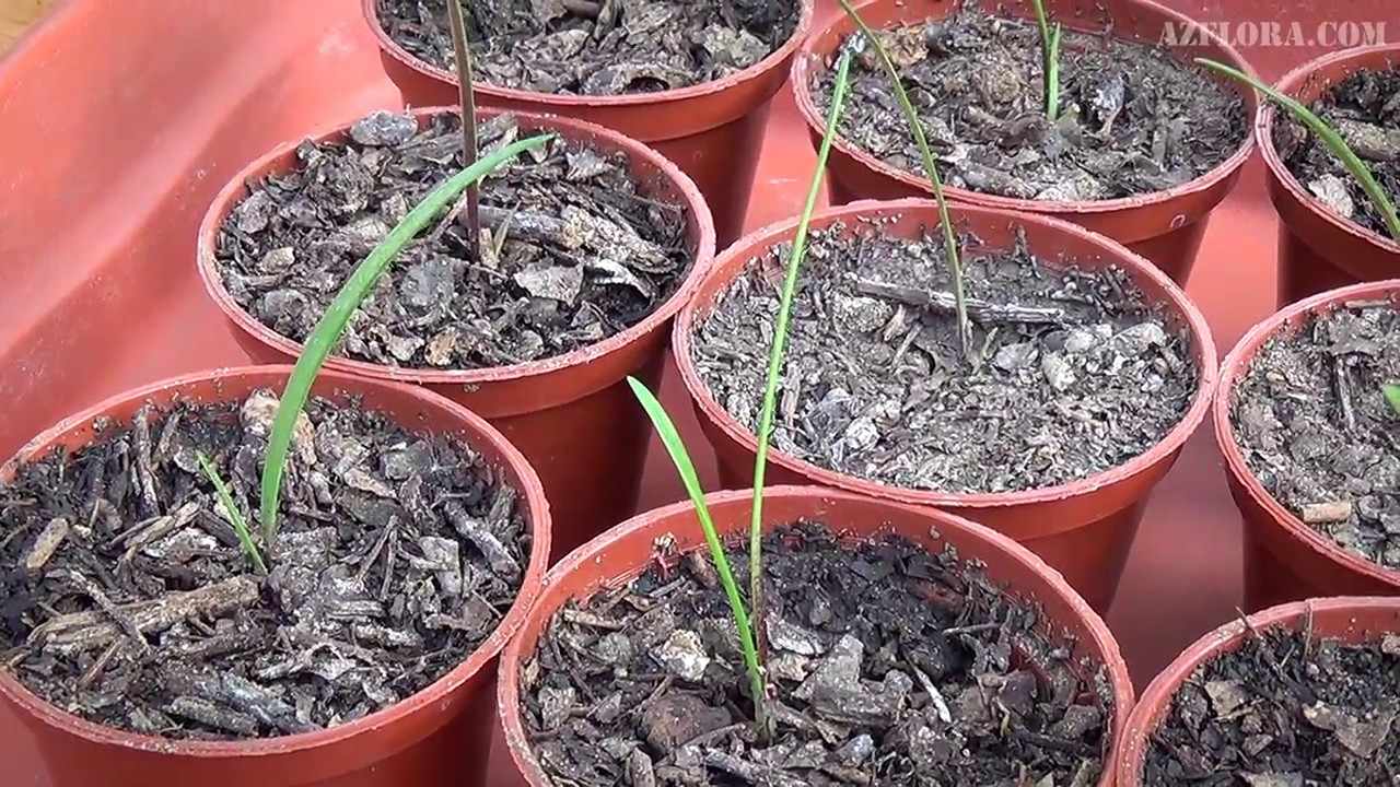 Размножение амариллиса семенами
