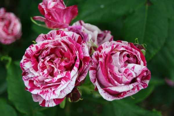 Плетистая роза Фердинанд Пичард