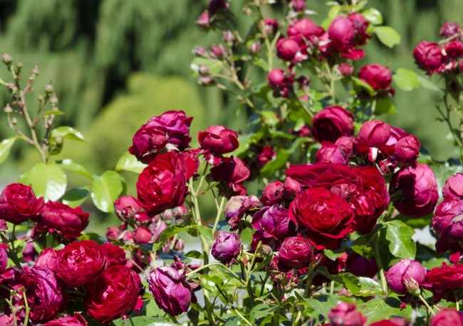 История происхождения и особенности розы флорибунда