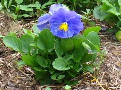 Цветок Виола - описание растения