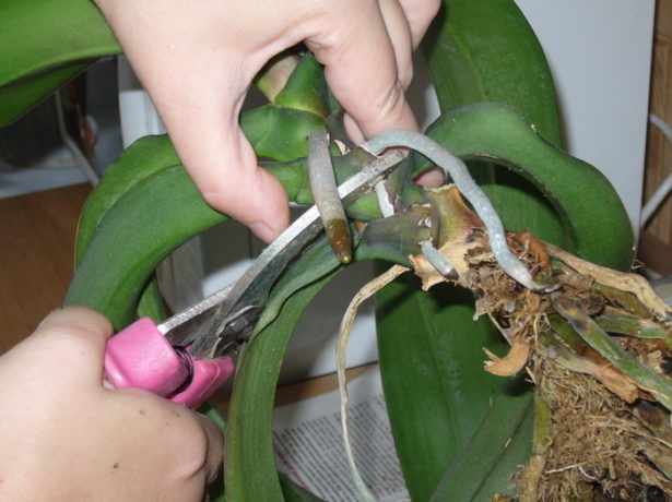 Размножение орхидеи делением розетки