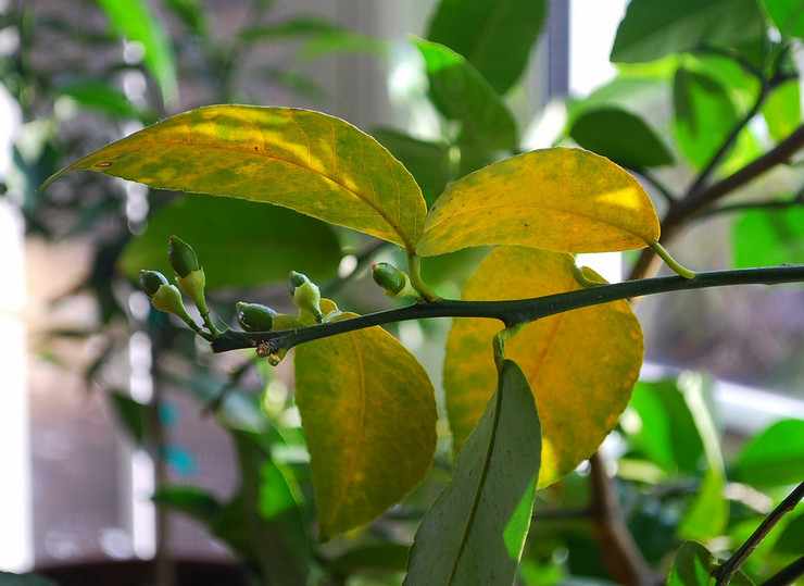 Желтые листья у лимона