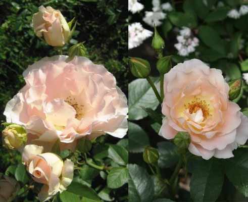 Цветение розы Рококо