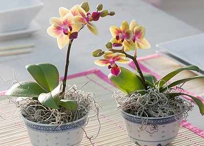 Выбор места для орхидеи фаленопсис