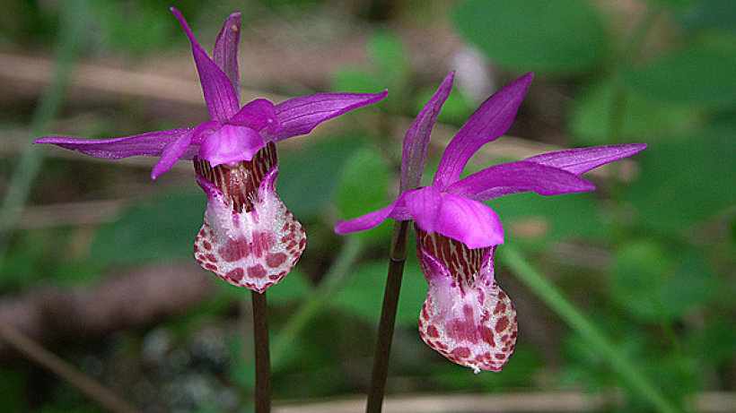 Орхидея Калипсо