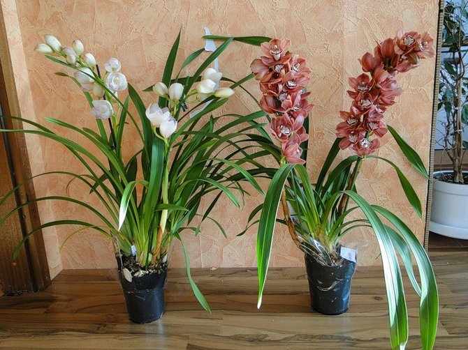 Условия для выращивания орхидеи цимбидиум