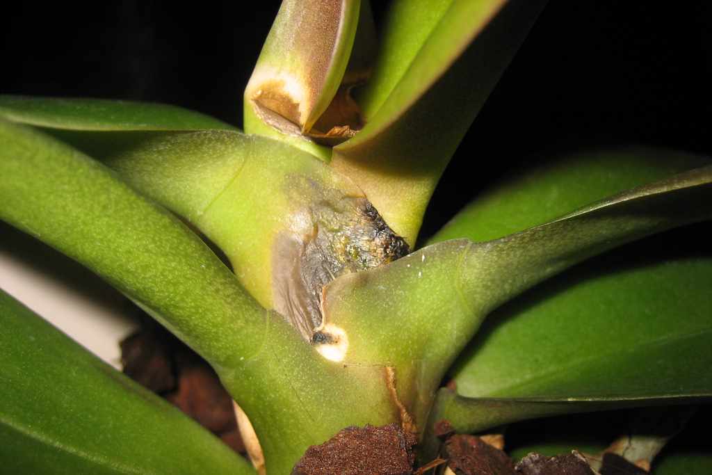 Инфекционные заболевания у орхидеи