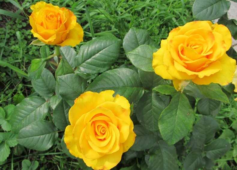 Условия выращивания розы Керио