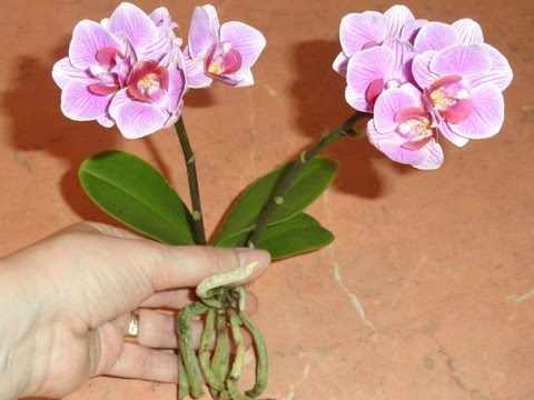 Посадка мини орхидеи