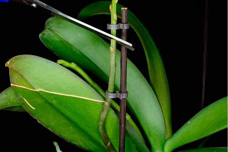 Орхидея обрезка
