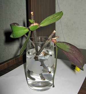 Размножение орхидеи цветоносами