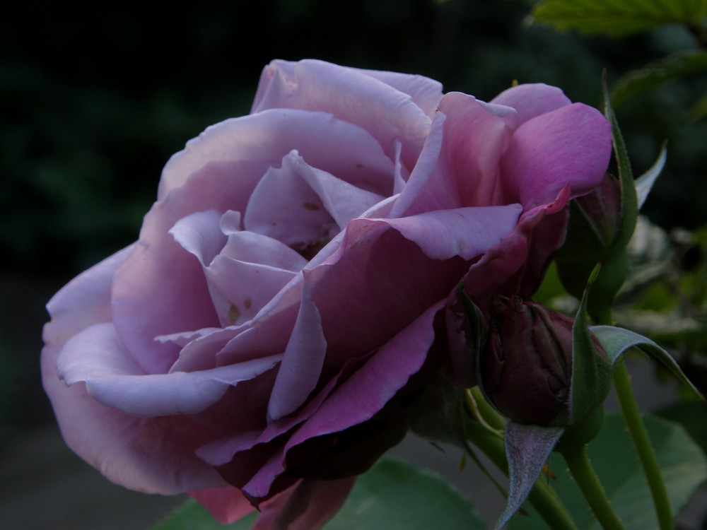 Роза Laguna Blue