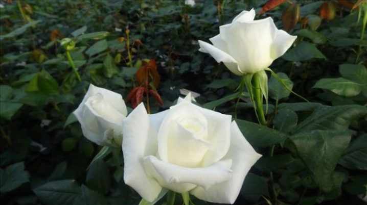 Цветение розы Маруся