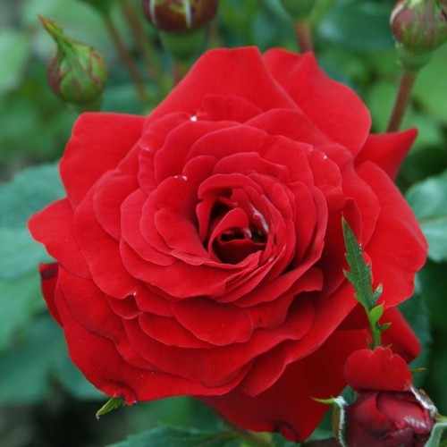 Цветение розы Нина Вейбул