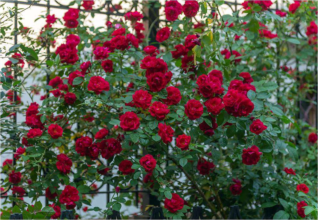 Цветение розы Амадеус
