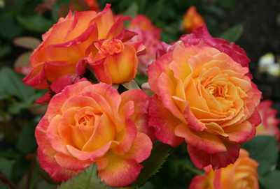 Оранжевые розы флорибунда