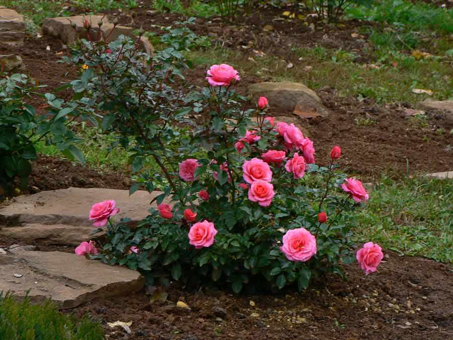 Уход за розой в саду