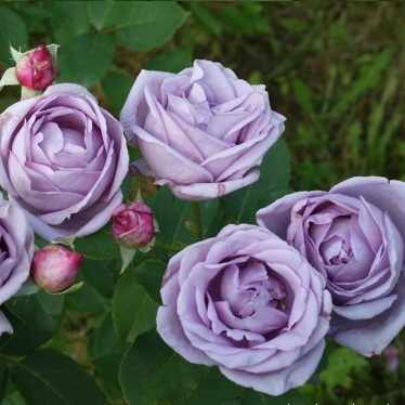 Цветение плетистой розы Индиголетта
