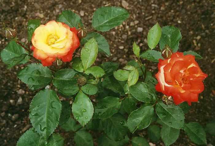 Виды и сорта роз Флорибунда
