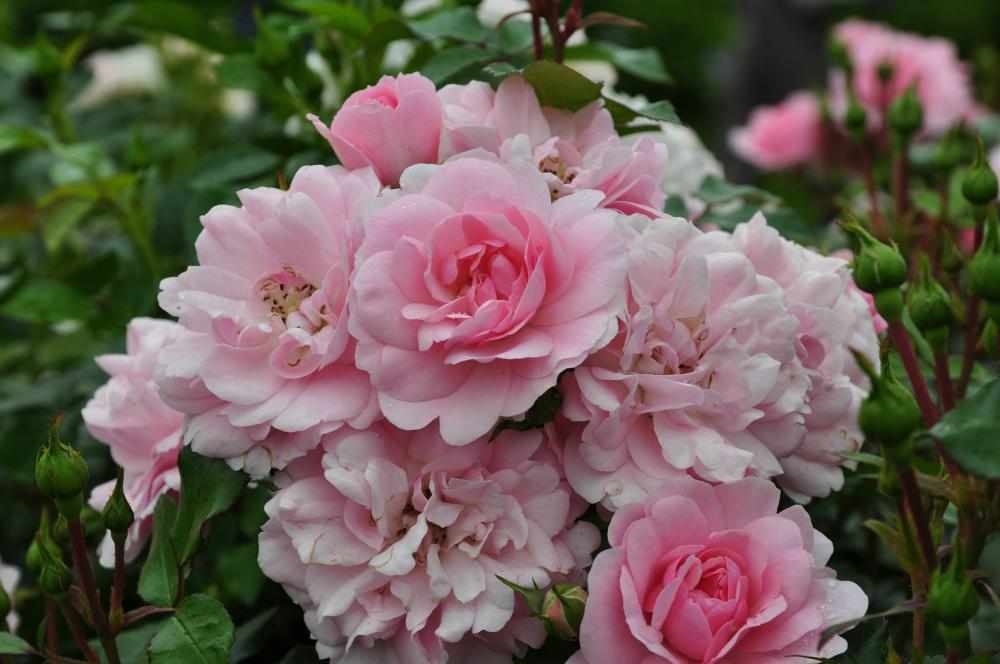 Цветение розы Боника