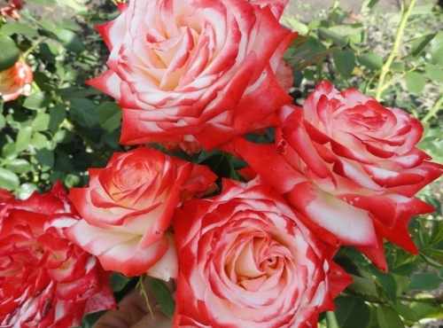 Фото розы императрица Фарах